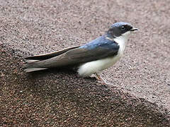 Blue-and-white Swallow