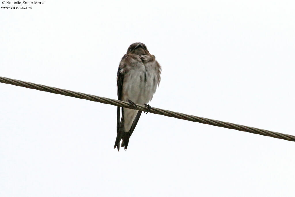 Grey-breasted Martin