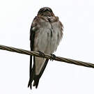 Hirondelle chalybée