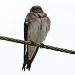 Hirondelle chalybée