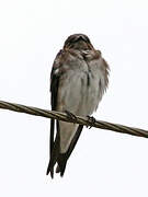 Grey-breasted Martin