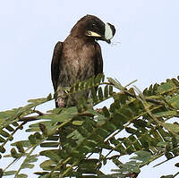 Hirondelle chalybée