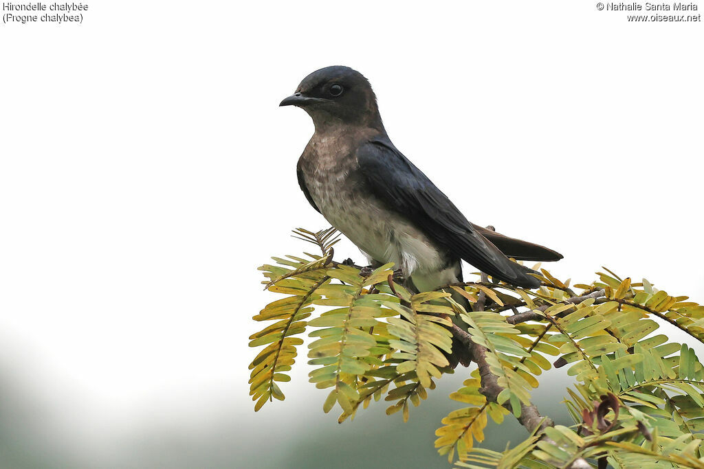 Hirondelle chalybéeadulte, identification