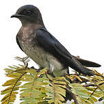 Hirondelle chalybée