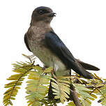 Hirondelle chalybée