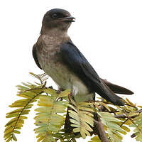 Hirondelle chalybée