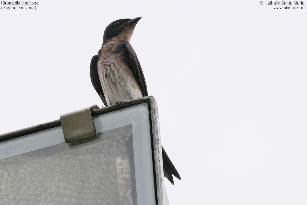 Hirondelle chalybée