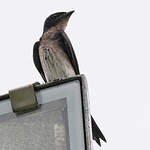 Hirondelle chalybée