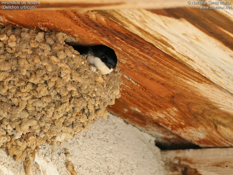 Common House Martinadult, identification, habitat, Reproduction-nesting