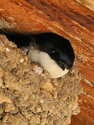 Common House Martin