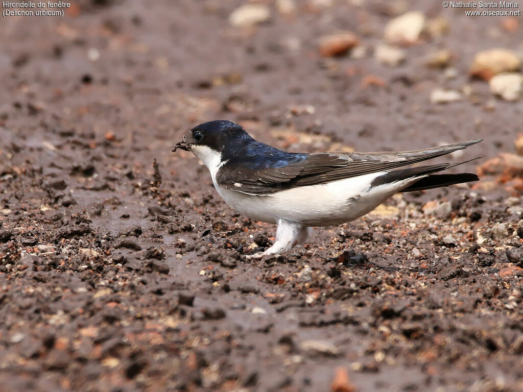 Western House Martinadult, identification, habitat, walking, Reproduction-nesting