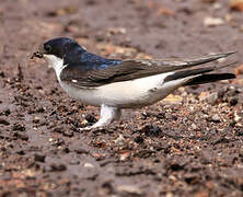 Common House Martin