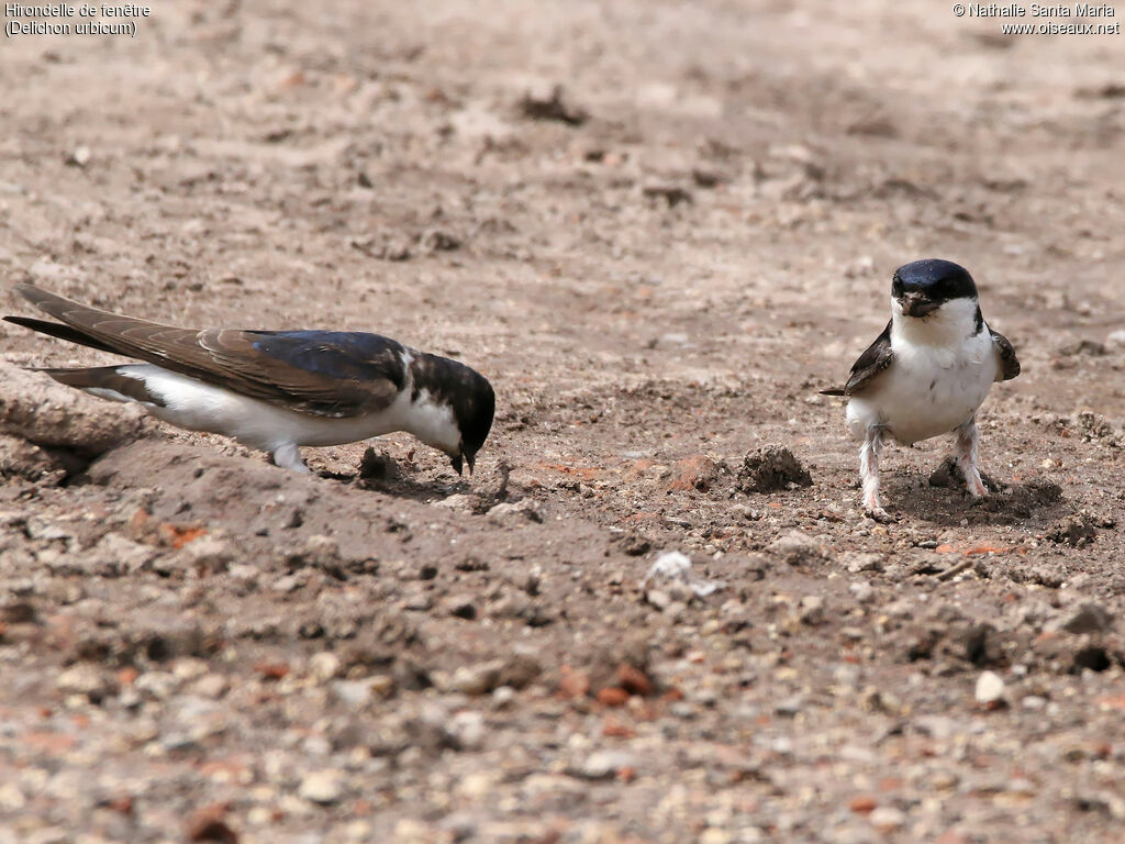 Western House Martinadult, identification, habitat, walking, Reproduction-nesting