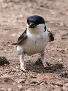 Western House Martin