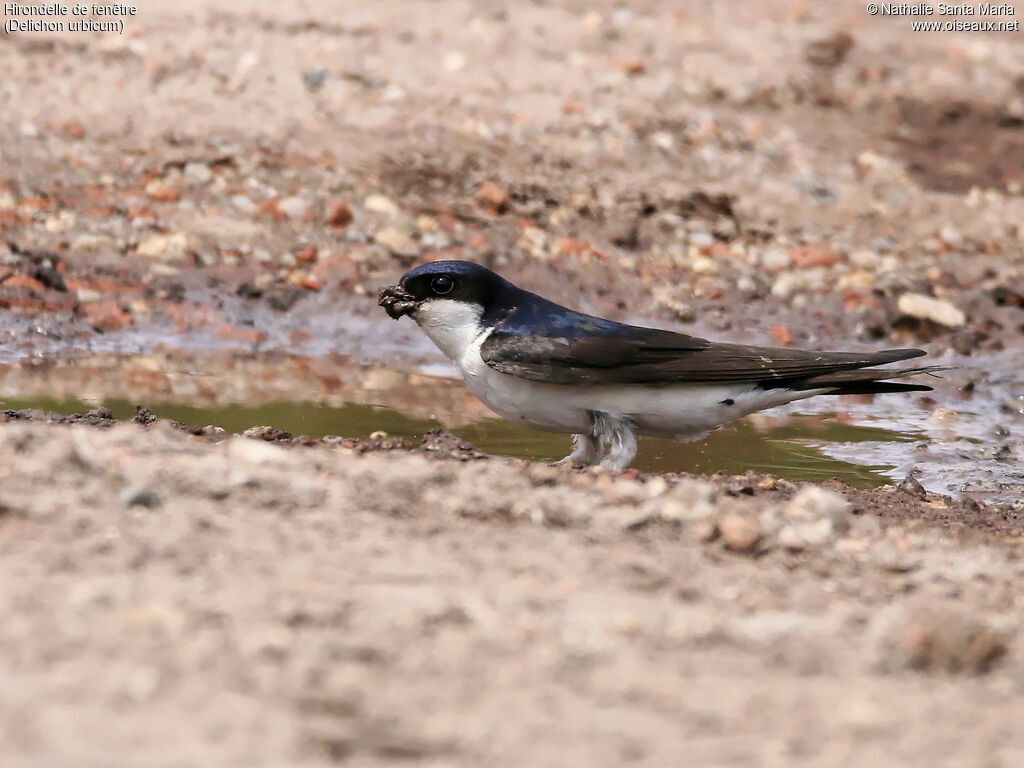 Western House Martinadult, identification, habitat, walking, Reproduction-nesting