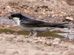 Common House Martin