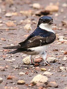 Western House Martin