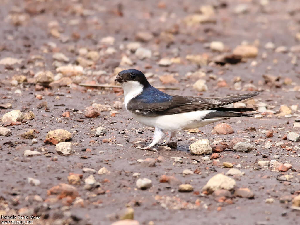 Western House Martinadult, Behaviour