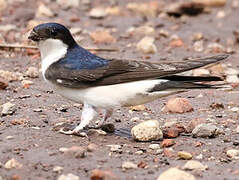 Western House Martin