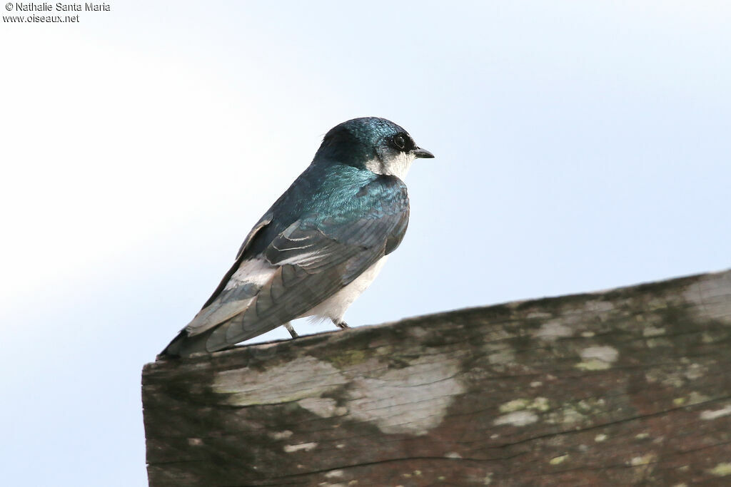 Mangrove Swallowadult, identification