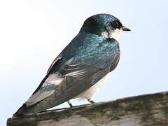 Mangrove Swallow