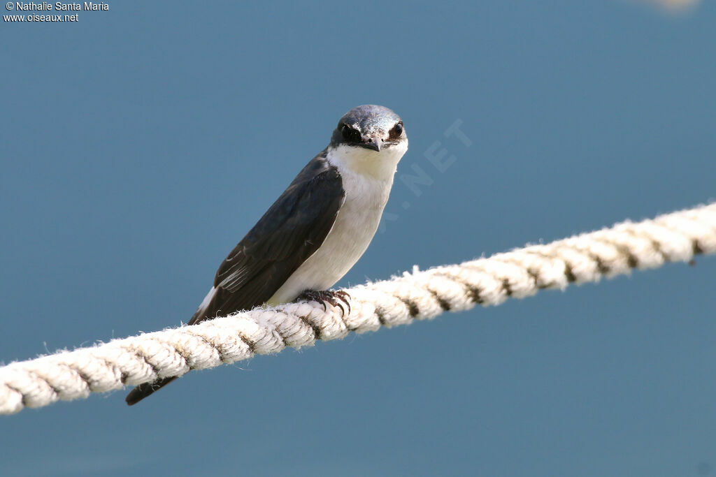 Hirondelle des mangrovesadulte, identification