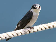 Mangrove Swallow