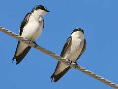 Mangrove Swallow