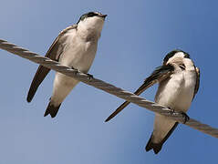 Mangrove Swallow