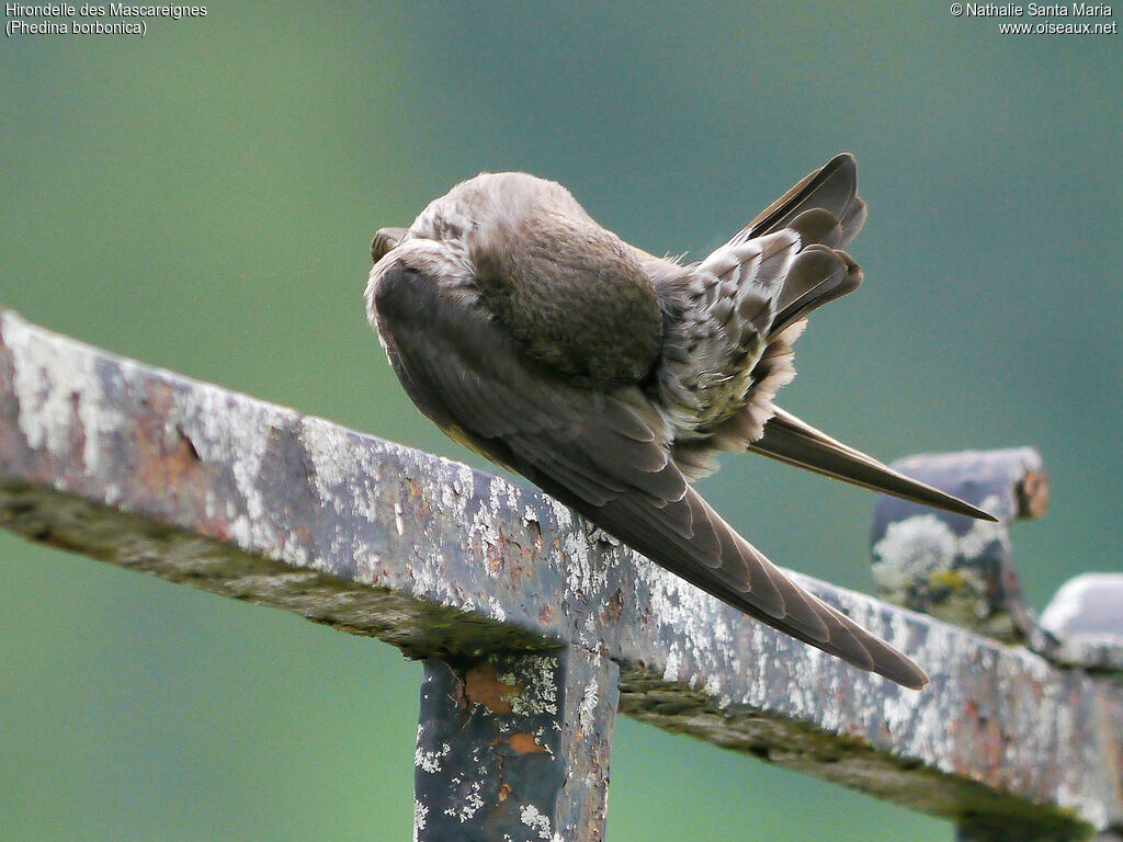 Mascarene Martinadult, Behaviour