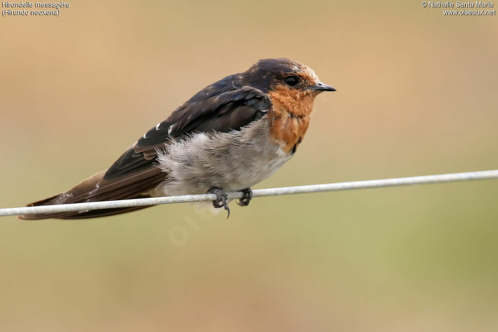 Hirondelle messagèreimmature, identification