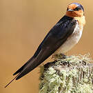 Hirondelle messagère
