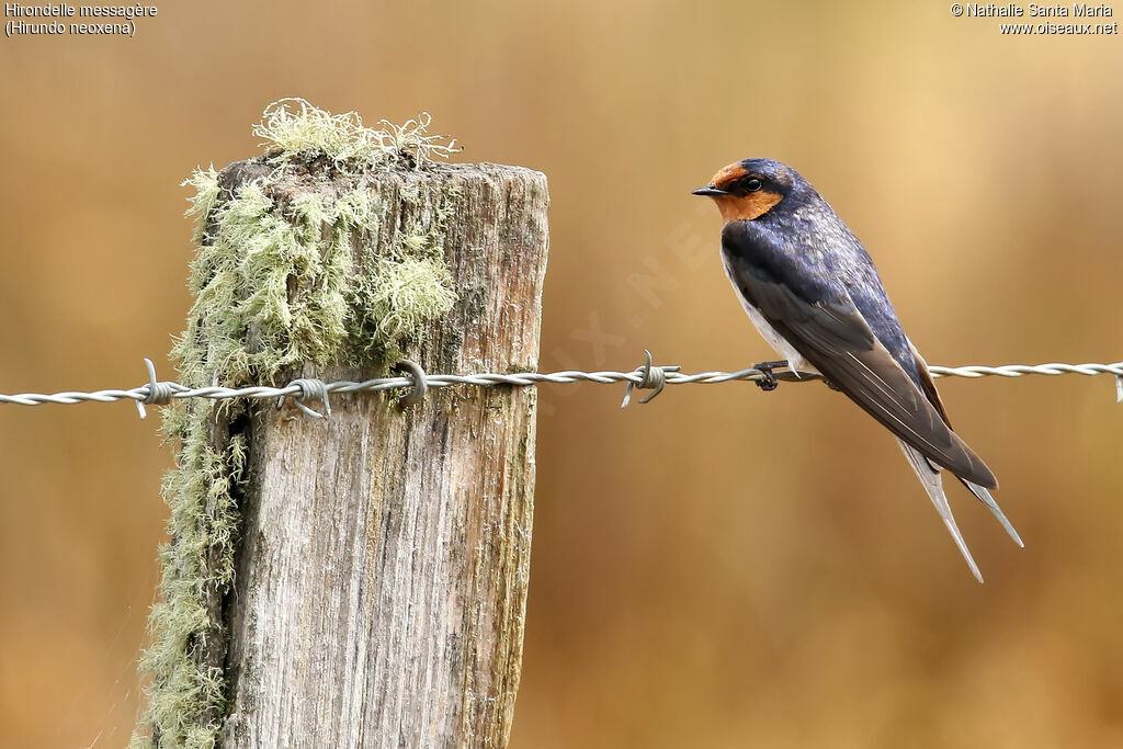 Hirondelle messagèreadulte, identification