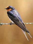 Welcome Swallow