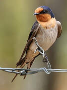 Welcome Swallow