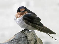 Welcome Swallow