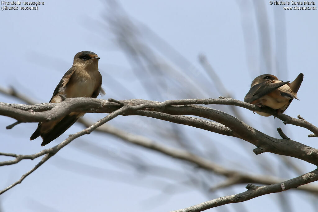 Hirondelle messagèrejuvénile, identification