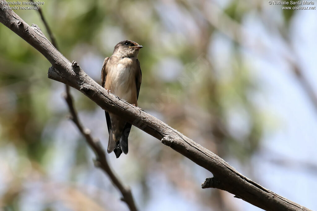 Hirondelle messagèrejuvénile, identification