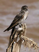 Brown-throated Martin