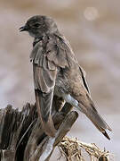 Brown-throated Martin