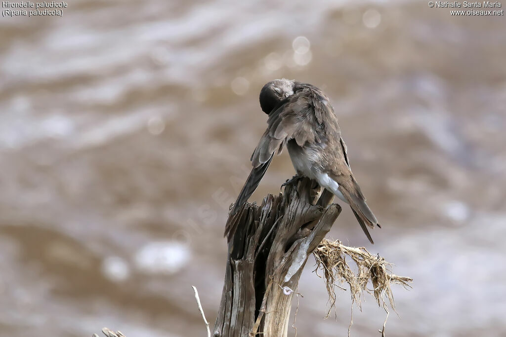 Brown-throated Martinadult, identification, moulting, care