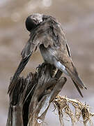 Brown-throated Martin