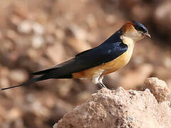 Red-rumped Swallow