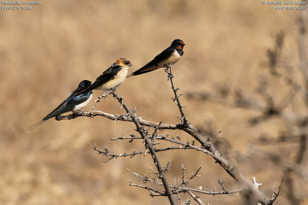 Hirondelle rousseline, habitat