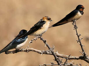 Hirondelle rousseline