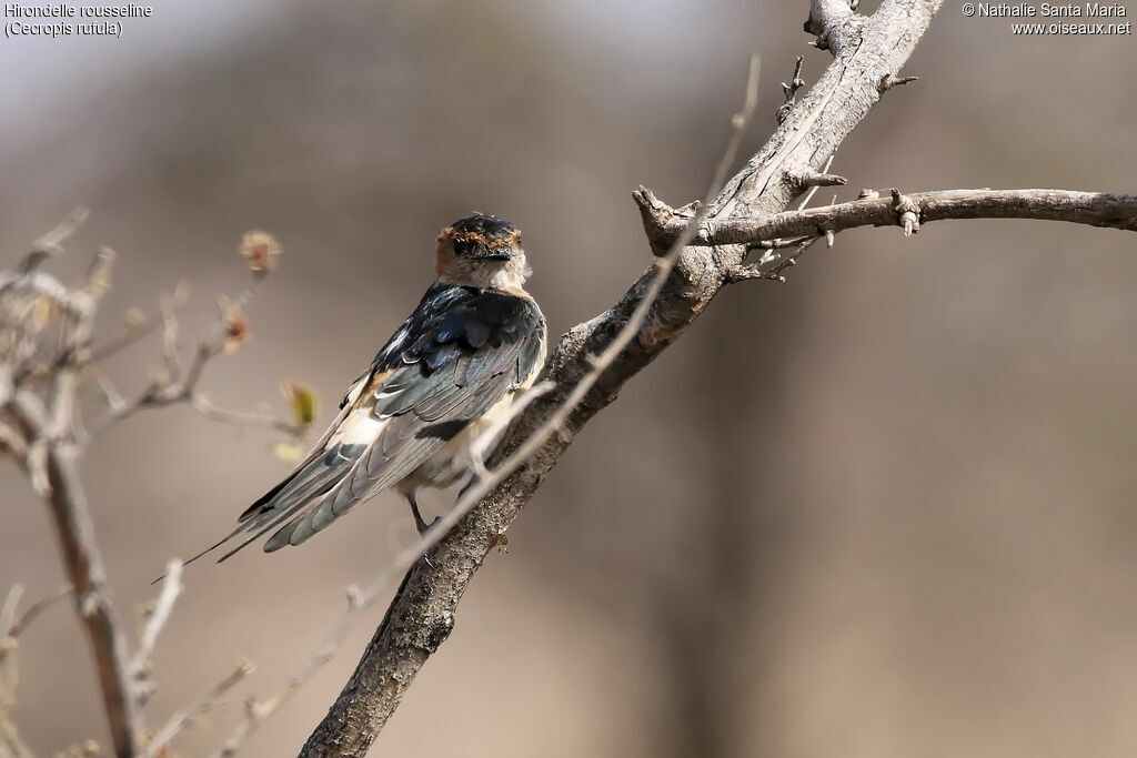 Hirondelle rousseline, identification, habitat