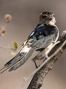 Red-rumped Swallow