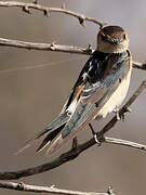 Red-rumped Swallow