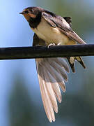 Barn Swallow