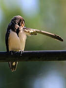 Barn Swallow